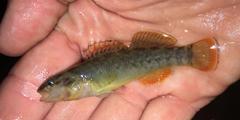 Etheostoma cyanorum