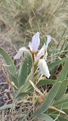 Iris glaucescens