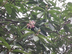 Magnolia lucida