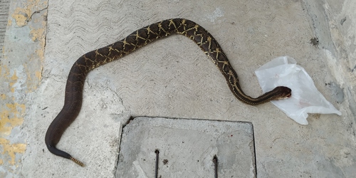 Veracruz Neotropical Rattlesnake