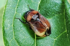 Penthimia nigra