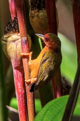 Rufous Piculet photo 3