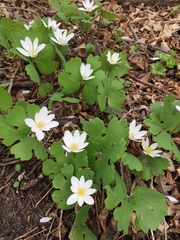 Sanguinaria canadensis