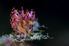 Coryphellina rubrolineata