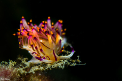 Coryphellina rubrolineata