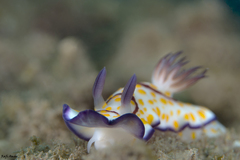 Goniobranchus annulatus