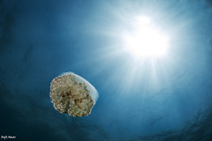 Cotylorhiza erythraea