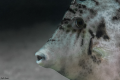 Stephanolepis diaspros