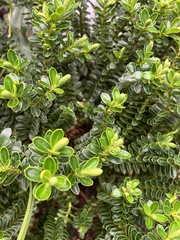 Magnoliopsida