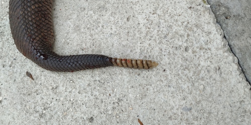 Veracruz Neotropical Rattlesnake