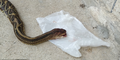 Veracruz Neotropical Rattlesnake