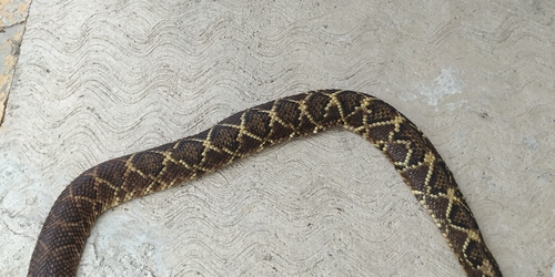 Veracruz Neotropical Rattlesnake