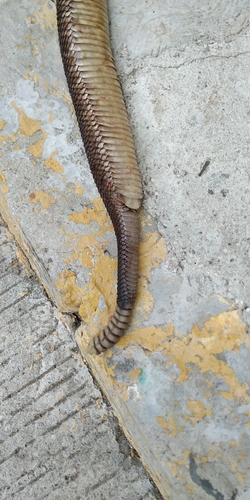 Veracruz Neotropical Rattlesnake