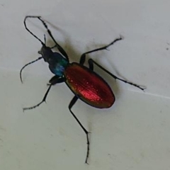 Carabus hispanus