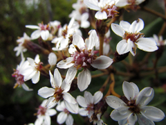 Olearia allomii