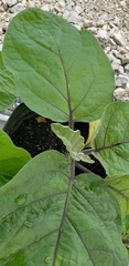 Solanum melongena