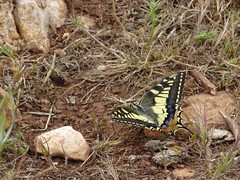 Papilio machaon