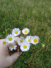 Erigeron