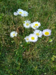 Erigeron