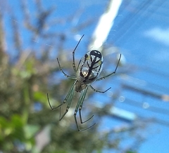 Leucauge volupis