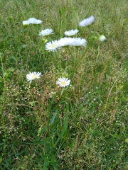 Erigeron