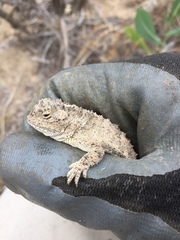 Phrynosoma douglasii