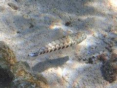 Parapercis millepunctata