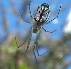 Leucauge volupis