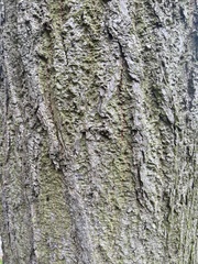 Tilia platyphyllos