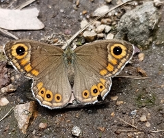 Lasiommata schakra