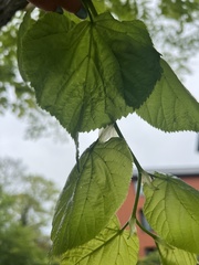 Tilia platyphyllos