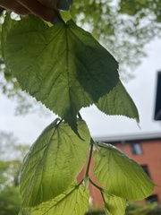 Tilia platyphyllos