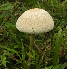 Macrolepiota colombiana