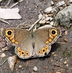 Lasiommata schakra