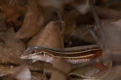 Aspidoscelis angusticeps