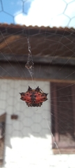Gasteracantha cancriformis