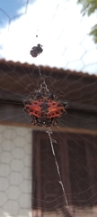 Gasteracantha cancriformis