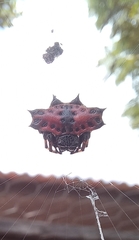 Gasteracantha cancriformis