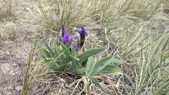 Iris glaucescens