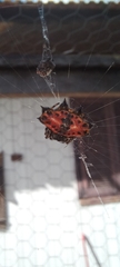 Gasteracantha cancriformis