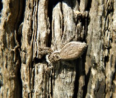 Menemerus taeniatus