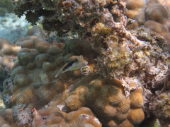 Canthigaster bennetti