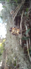 Gasteracantha cancriformis