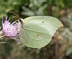 Gonepteryx nepalensis