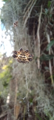 Gasteracantha cancriformis