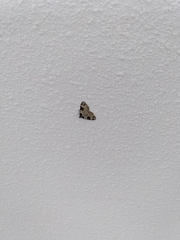 Xanthorhoe fluctuata