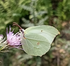 Gonepteryx nepalensis