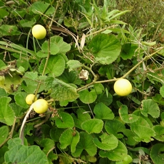 Solanum viarum