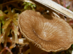 Arrhenia sphagnicola