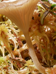 Arrhenia sphagnicola